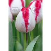 Hectarul - Bulbi de lalea Playgirl, 5 bulbi